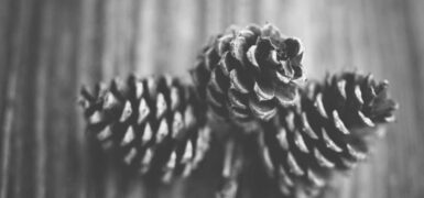 Rüyada Kulak Pisliği Görmek