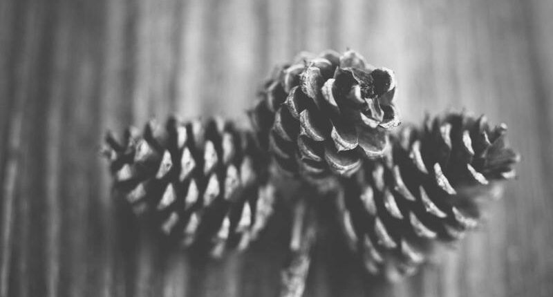 Rüyada Kulak Pisliği Görmek