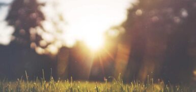 Rüyada Ot Biçtiğini Görmek