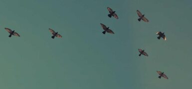 Rüyada Oyuncak Silah Görmek