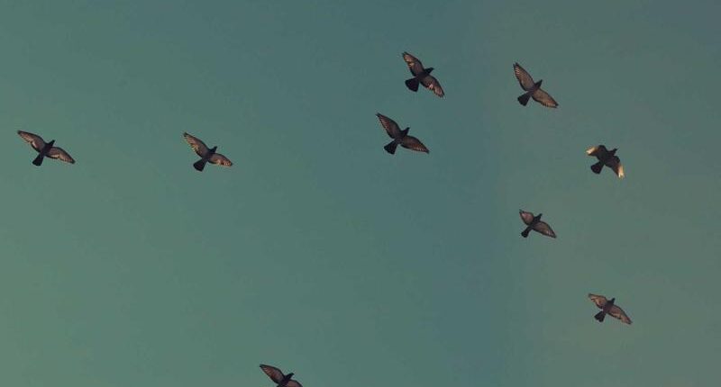 Rüyada Oyuncak Silah Görmek